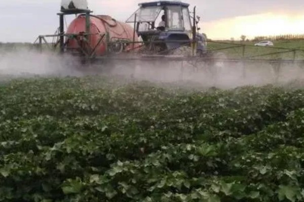 棉花怎么种植，播种至破土出苗时把土壤湿度保持在70-75%