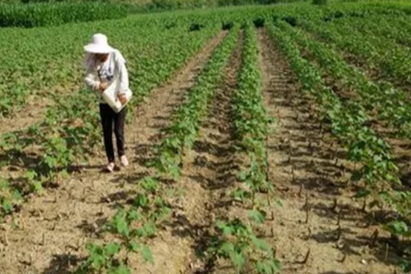 棉花怎么种植，播种至破土出苗时把土壤湿度保持在70-75%