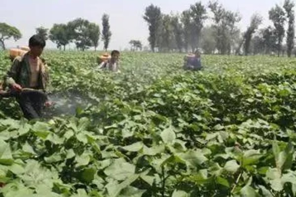 棉花怎么种植，播种至破土出苗时把土壤湿度保持在70-75%