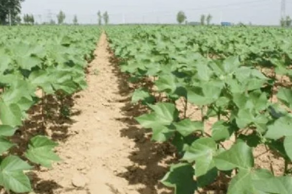 棉花怎么种植，播种至破土出苗时把土壤湿度保持在70-75%