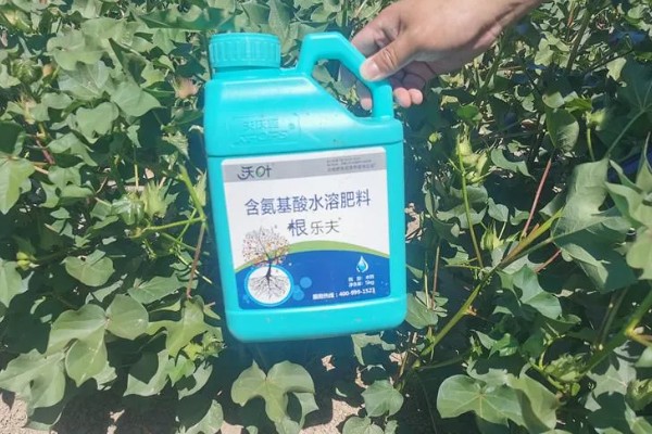 棉花怎么种植，播种至破土出苗时把土壤湿度保持在70-75%