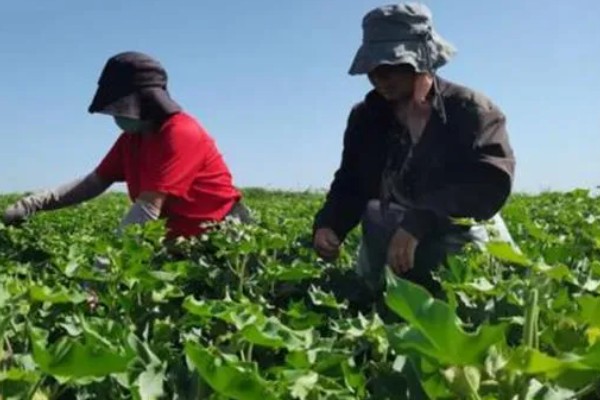 棉花怎么种植，播种至破土出苗时把土壤湿度保持在70-75%