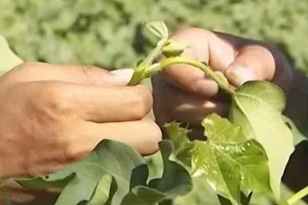 棉花怎么种植，播种至破土出苗时把土壤湿度保持在70-75%