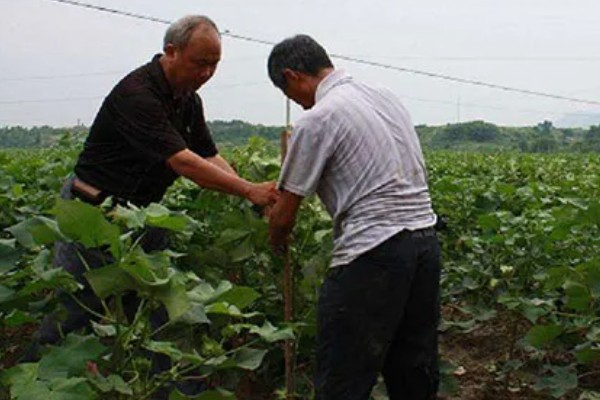 棉花怎么种植，播种至破土出苗时把土壤湿度保持在70-75%