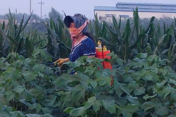 棉花怎么种植，播种至破土出苗时把土壤湿度保持在70-75%