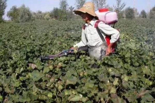 棉花怎么种植，播种至破土出苗时把土壤湿度保持在70-75%