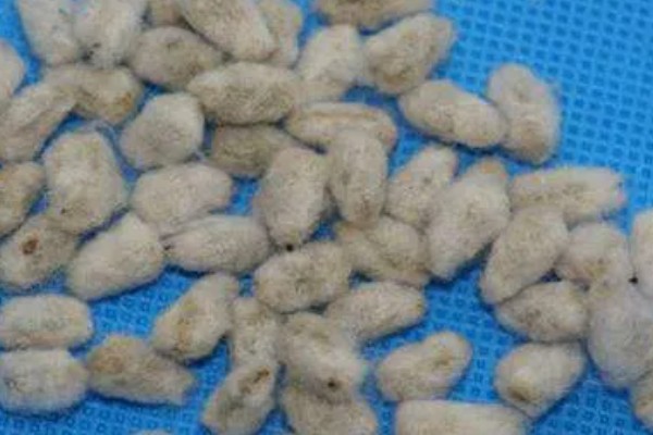 棉花怎么种植，播种至破土出苗时把土壤湿度保持在70-75%