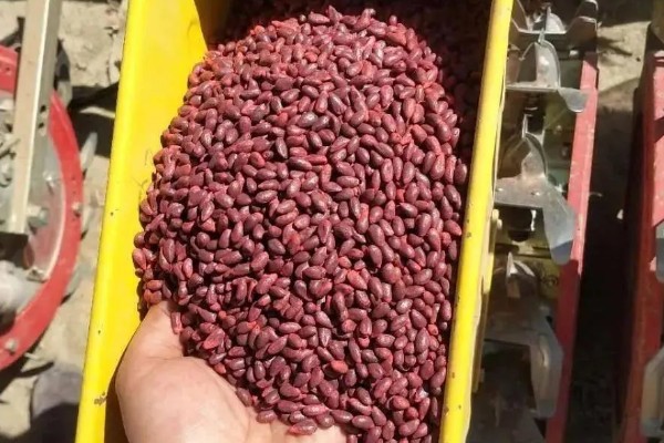 棉花怎么种植，播种至破土出苗时把土壤湿度保持在70-75%