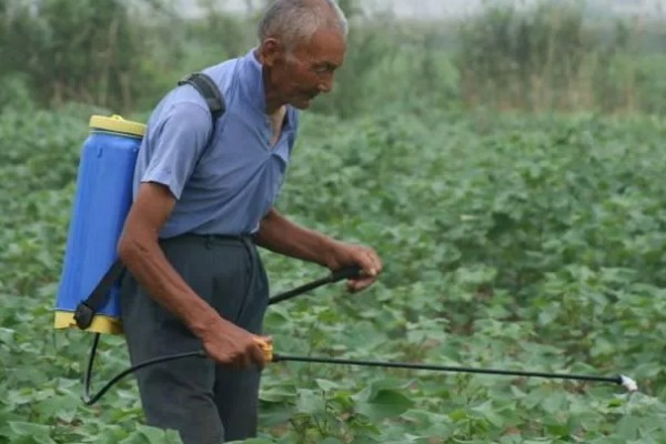 棉花怎么种植，播种至破土出苗时把土壤湿度保持在70-75%