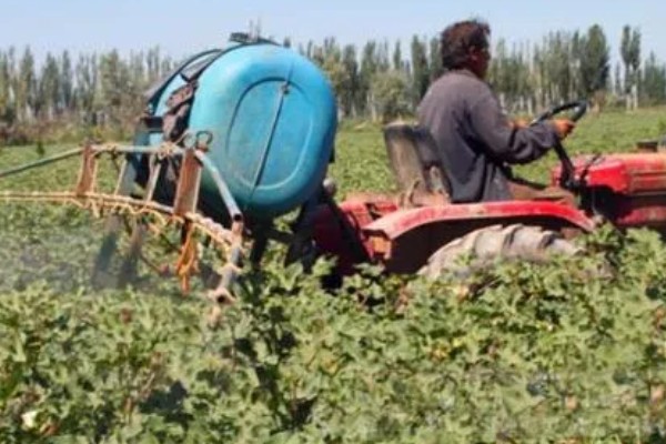 棉花怎么种植，播种至破土出苗时把土壤湿度保持在70-75%