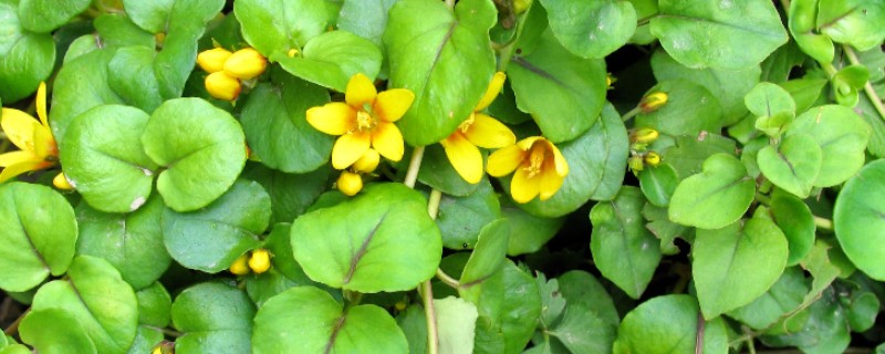 金钱草如何种植，喜欢生长在较为湿润的环境下