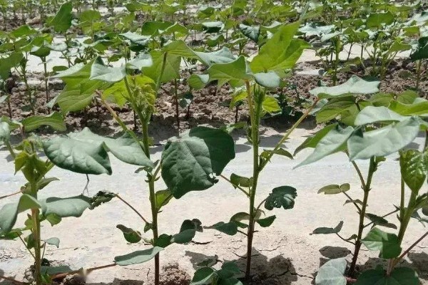 棉花怎么种植，播种至破土出苗时把土壤湿度保持在70-75%