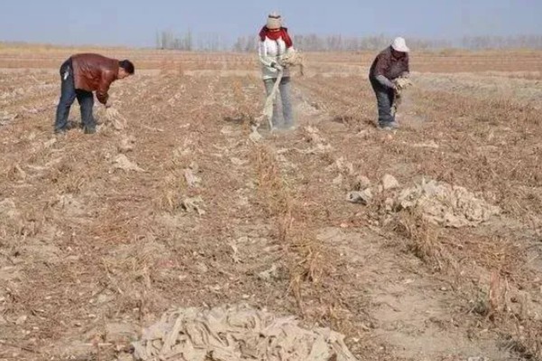 棉花怎么种植，播种至破土出苗时把土壤湿度保持在70-75%
