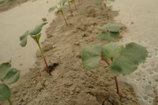 棉花怎么种植，播种至破土出苗时把土壤湿度保持在70-75%