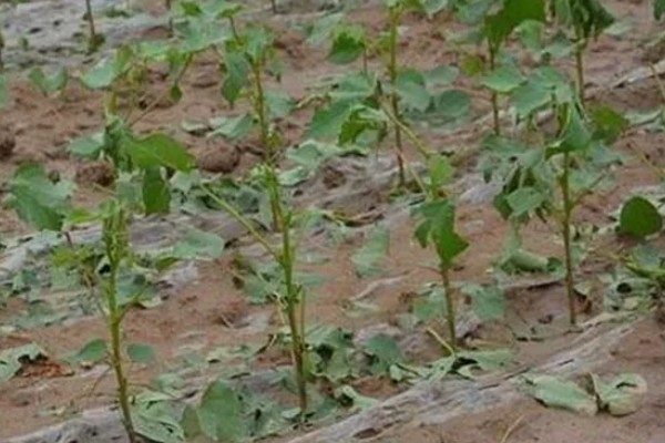 棉花怎么种植，播种至破土出苗时把土壤湿度保持在70-75%