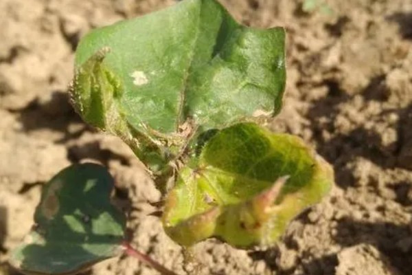 棉花怎么种植，播种至破土出苗时把土壤湿度保持在70-75%