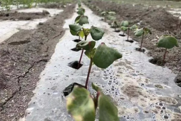 棉花怎么种植，播种至破土出苗时把土壤湿度保持在70-75%