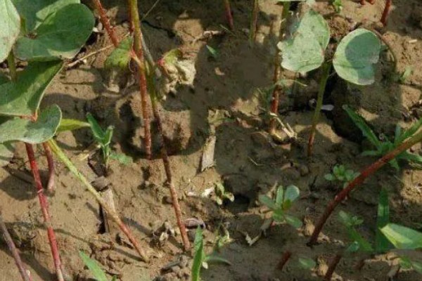 棉花怎么种植，播种至破土出苗时把土壤湿度保持在70-75%