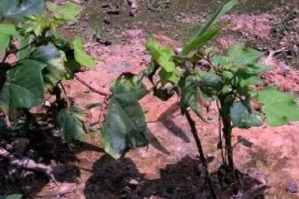 棉花怎么种植，播种至破土出苗时把土壤湿度保持在70-75%