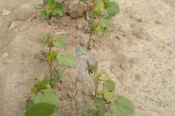棉花怎么种植，播种至破土出苗时把土壤湿度保持在70-75%