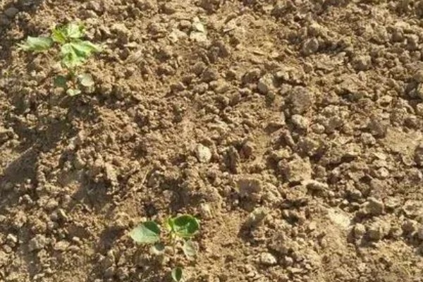 棉花怎么种植，播种至破土出苗时把土壤湿度保持在70-75%