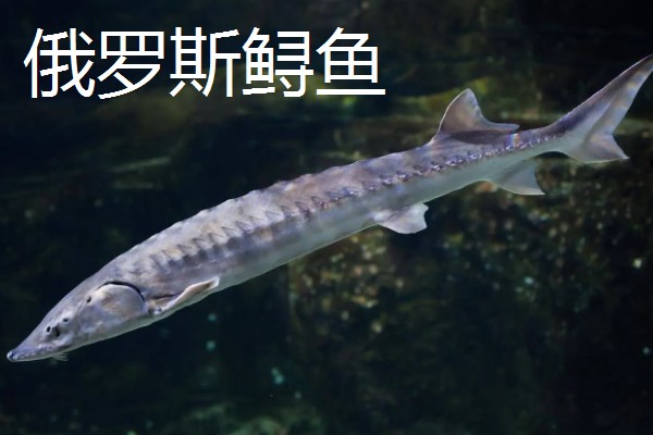 俄罗斯鲟鱼与中华鲟有什么区别，分布地区、腹部和鳍部颜色等方面不同