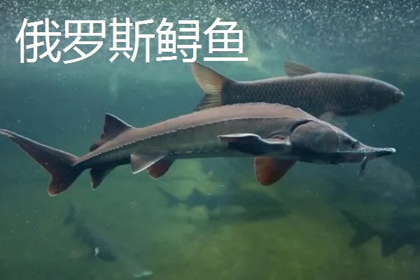 俄罗斯鲟鱼与中华鲟有什么区别，分布地区、腹部和鳍部颜色等方面不同