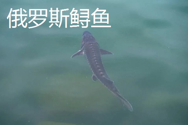 俄罗斯鲟鱼与中华鲟有什么区别，分布地区、腹部和鳍部颜色等方面不同