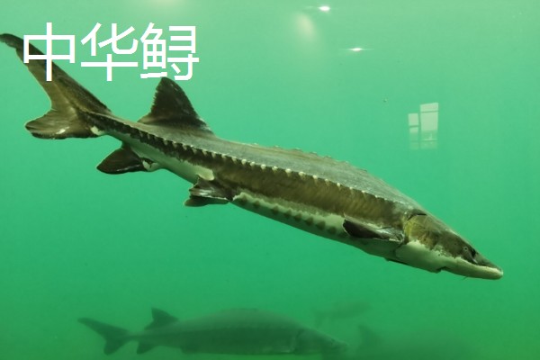 俄罗斯鲟鱼与中华鲟有什么区别，分布地区、腹部和鳍部颜色等方面不同