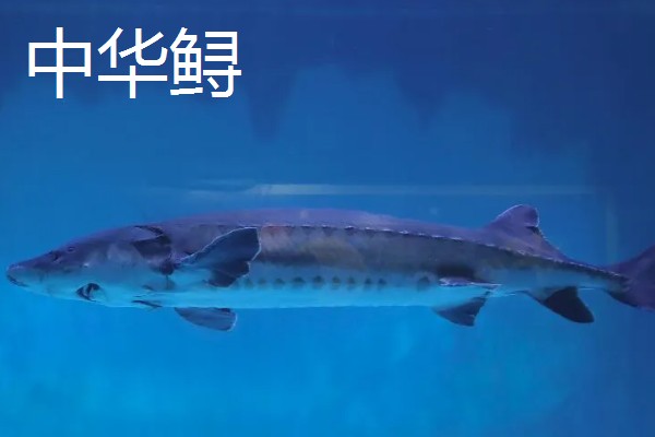俄罗斯鲟鱼与中华鲟有什么区别，分布地区、腹部和鳍部颜色等方面不同