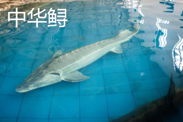 俄罗斯鲟鱼与中华鲟有什么区别，分布地区、腹部和鳍部颜色等方面不同