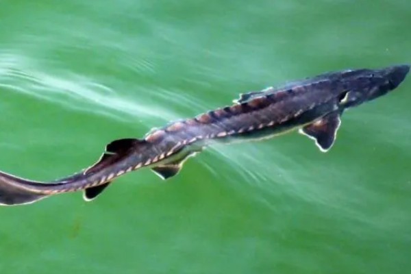 俄罗斯鲟鱼与中华鲟有什么区别，分布地区、腹部和鳍部颜色等方面不同