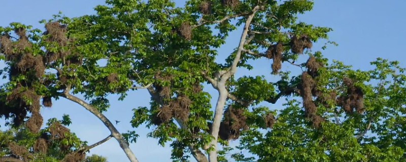 见血封喉树是什么树，又叫箭毒木