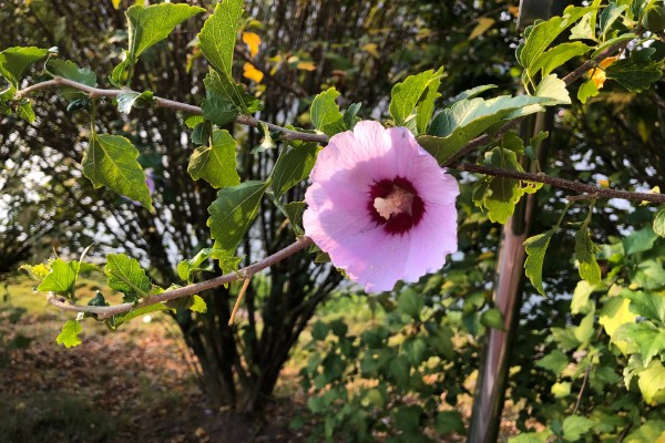 木槿花能栽在庭院吗，可以栽种在庭院里