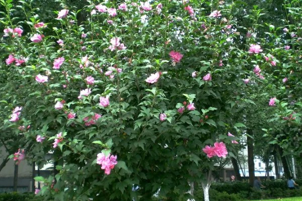 木槿花能栽在庭院吗，可以栽种在庭院里