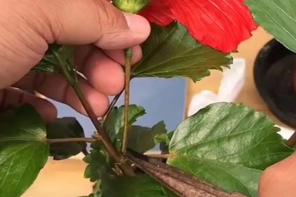 木槿花能栽在庭院吗，可以栽种在庭院里