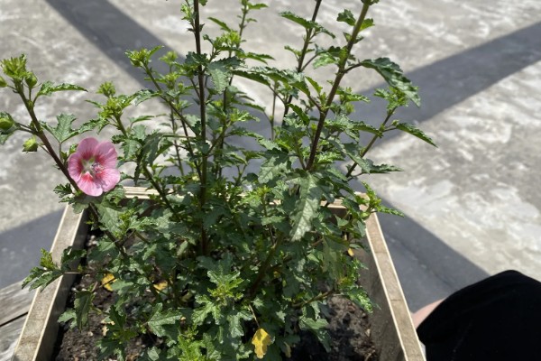 木槿花能栽在庭院吗，可以栽种在庭院里