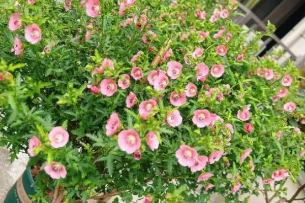 木槿花能栽在庭院吗，可以栽种在庭院里