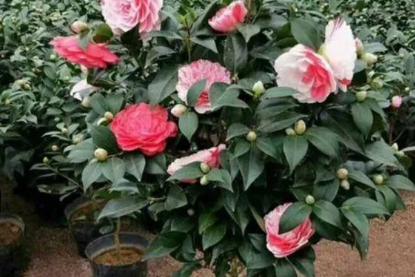 茶花的品种，可分为单瓣类、重瓣类、复瓣类