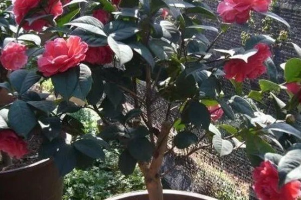 茶花的品种，可分为单瓣类、重瓣类、复瓣类