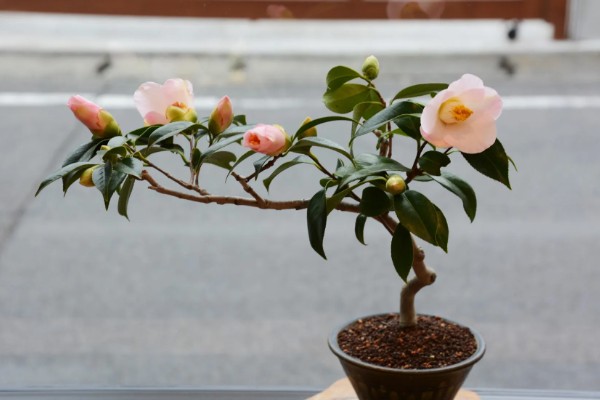 茶花的品种，可分为单瓣类、重瓣类、复瓣类