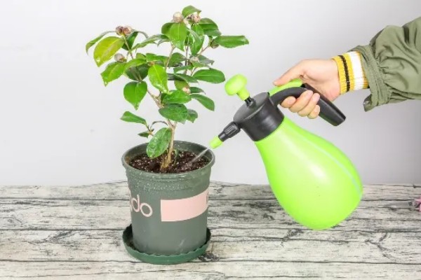 茶花的品种，可分为单瓣类、重瓣类、复瓣类