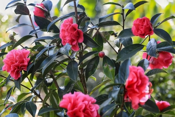 茶花的品种，可分为单瓣类、重瓣类、复瓣类