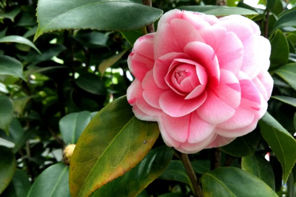 茶花的品种，可分为单瓣类、重瓣类、复瓣类