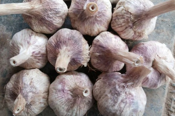 蒜黄怎么种植,摆好蒜种再覆盖细沙土