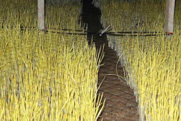 蒜黄怎么种植,摆好蒜种再覆盖细沙土