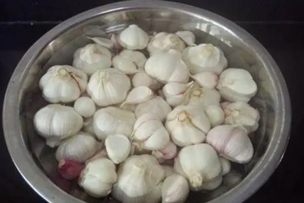 蒜黄怎么种植,摆好蒜种再覆盖细沙土