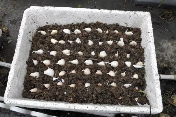 蒜黄怎么种植,摆好蒜种再覆盖细沙土