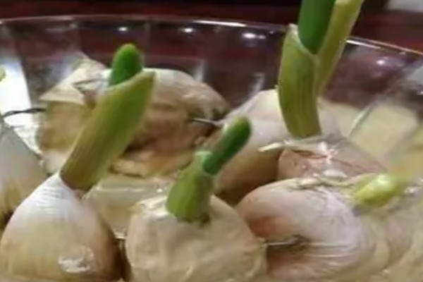 蒜黄怎么种植,摆好蒜种再覆盖细沙土