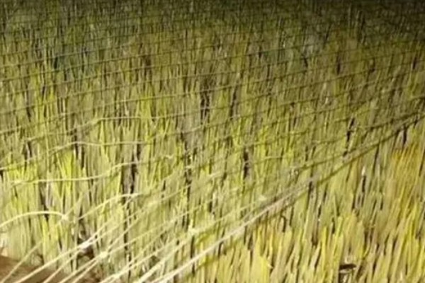 蒜黄怎么种植,摆好蒜种再覆盖细沙土